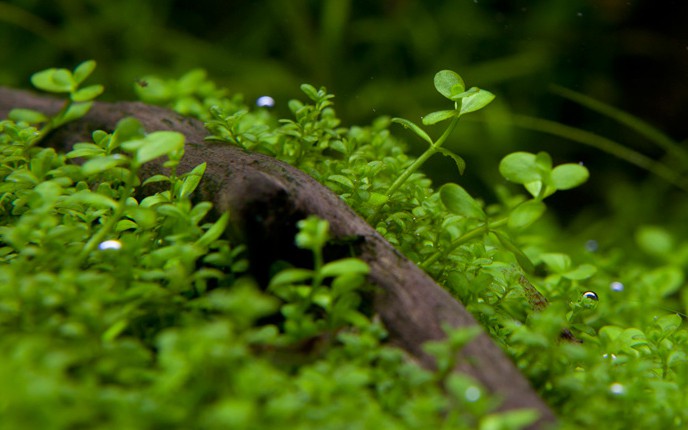 Micranthemum tweediei (Monte Carlo Pearlwort)